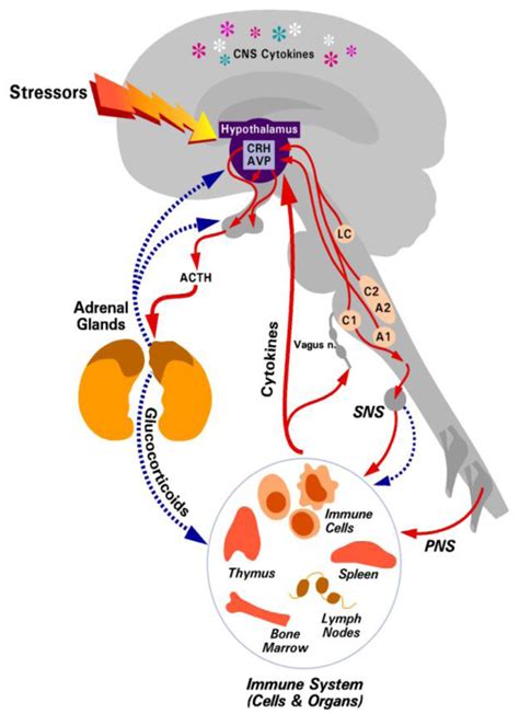 Toxins | Free Full-Text | The Glucocorticoid Receptor: A Revisited Target for Toxins