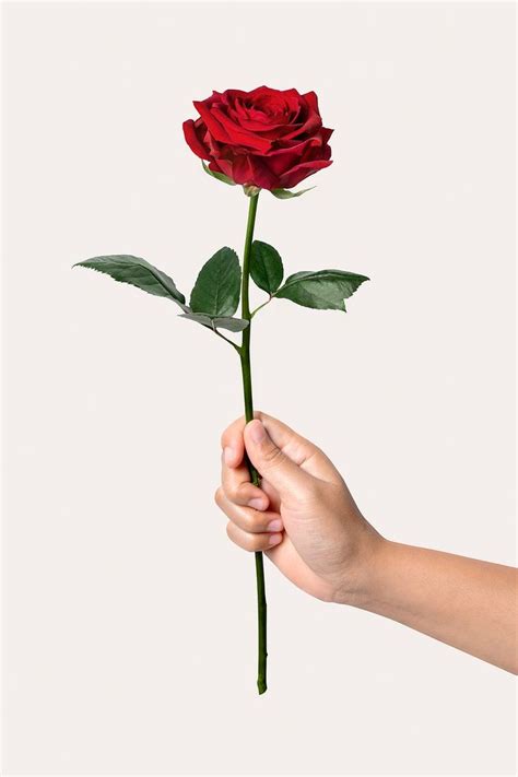 Woman Holding Red Rose Valentine S Flower Free Image By Rawpixel