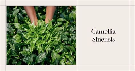 Camellia Sinensis Tea: Rich History, Benefits & Future