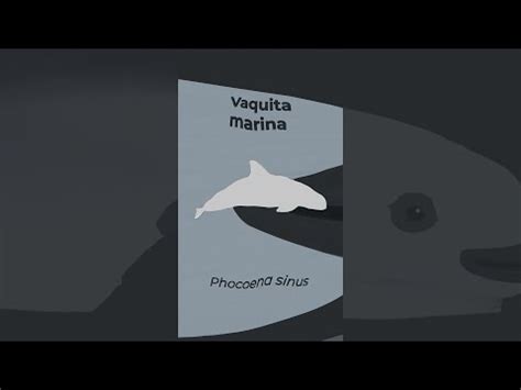 De Julio D A Internacional De La Vaquita Marina Procuraduria