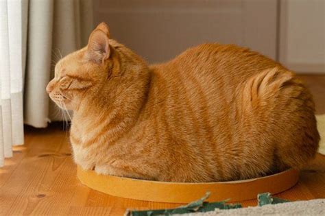 20 Cats Who Look Like Loaves Of Bread Cuteness Tabby Cat Pictures