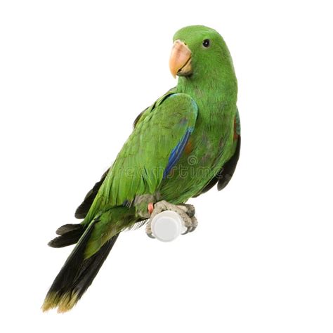 Male Eclectus Parrot stock photo. Image of beak, blue - 2253142