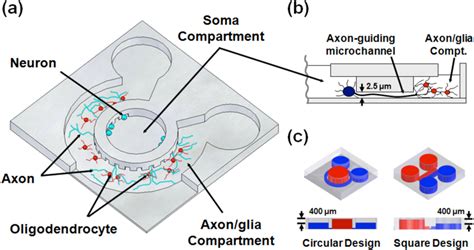 Schematic Illustration Of The Microfluidic Compartmentalized Cns Neuron