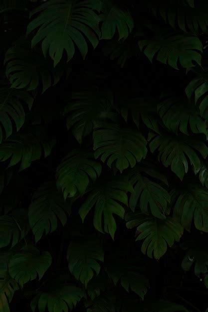 Iphone Dark Green Nature Wallpaper