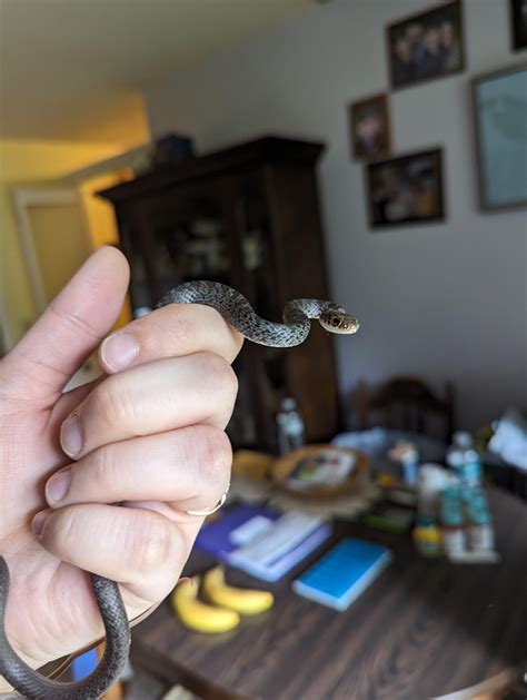 "There's a snake in your grandpa's bedroom, can you come over?" : r/snakes