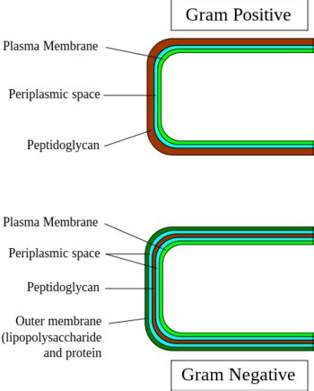 Gram-positive vs Gram-negative Bacteria - Difference and Comparison ...