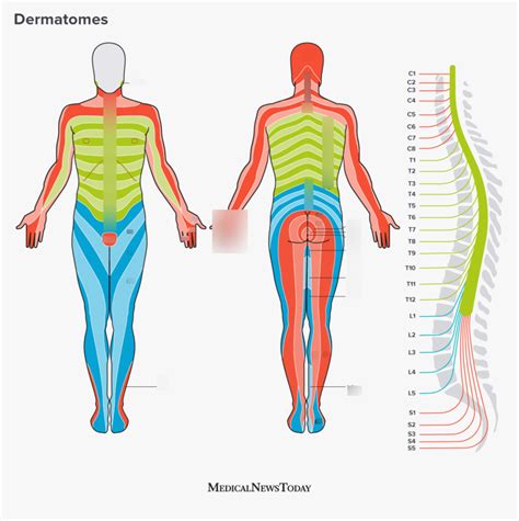 Fm1010 Anatomy Dermatome Diagram Quizlet