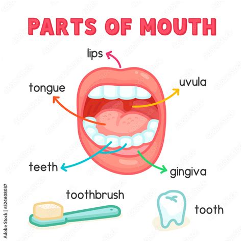 Parts Of Mouth Diagram Chart In Science Subject Kawaii Doodle Vector