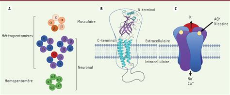 Récepteur nicotinique de lacétylcholine et bronchopneumopathie