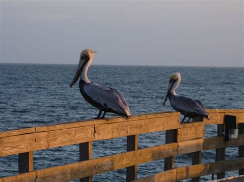 Pelicans of Mexico Beach, FL | Panama city beach vacation, Mexico beach fl, Mexico beach