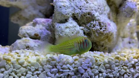 Green Coral Goby Cute Youtube