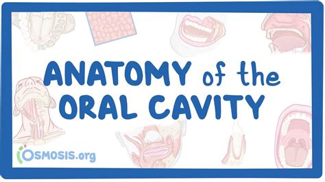 Anatomy of the oral cavity (dentistry): Video, Causes, & Meaning | Osmosis