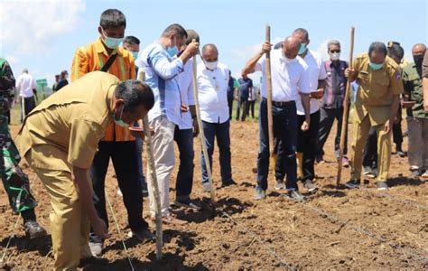 Panen Padi Food Estate Gubernur Laiskodat Sumba Tengah Wujud