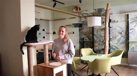 Neues Restaurant Katzentempel Soll Wohlf Hlort F R Mensch Und Tier Sein