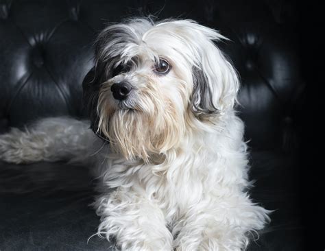 10 most expensive dog breeds to own, from Samoyeds to Akitas