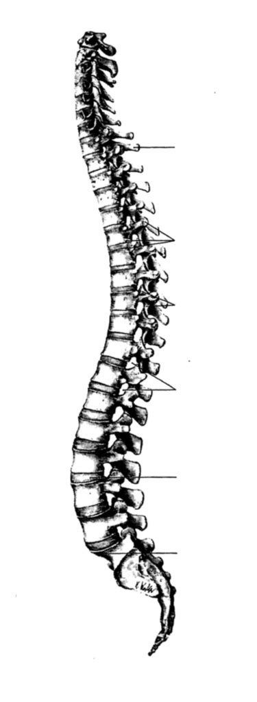 Diagram of Rachis 2 | Quizlet