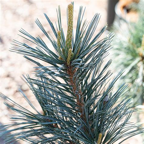 Buy limber pine Pinus flexilis Vanderwolf's Pyramid: £164.99 Delivery ...