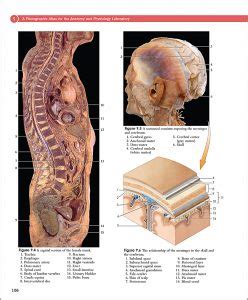 Van De Graaff S Photographic Atlas For The Anatomy Physiology