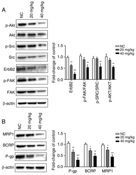 Luteolin Enhances Drug Chemosensitivity By Downregulating The FAK PI3K