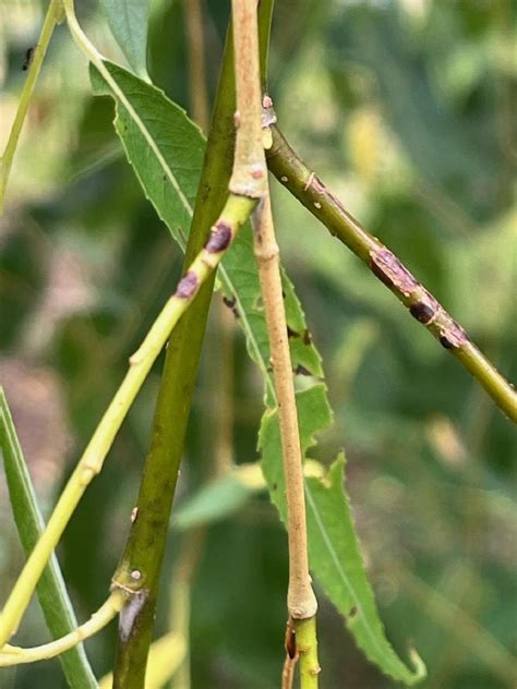 Weeping Willow Disease Ask Extension