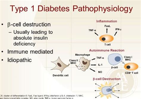 Type 1 Diabetes Pathophysiology Diabetes Suport