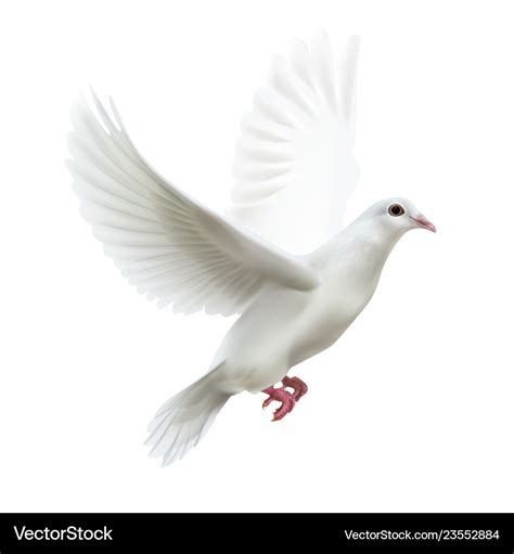 White flying dove Royalty Free Vector Image - VectorStock