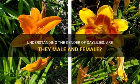 Understanding The Gender Of Daylilies Are They Male And Female Shuncy