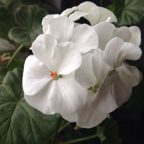 Blanka Pelargonium zonale (Geranium)🌺 from NarvaGarden (Krasnoyarsk ...