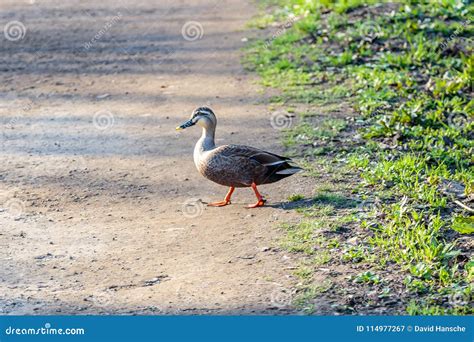 A Duck Walks Across The Path Stock Image Image Of Pond Marsh