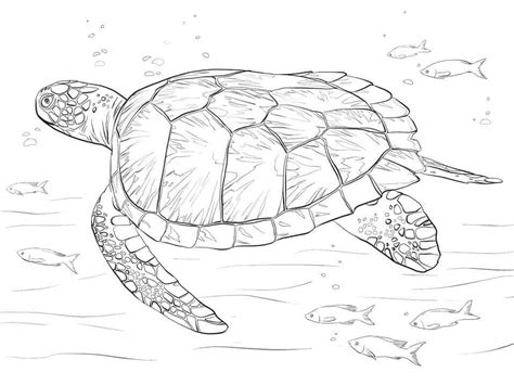 Dibujos De Tortuga Marina Para Colorear E Imprimir ColoringOnly