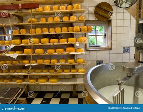 Cheese Production Stock Image Image Of Complicated Process