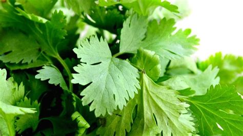 C Mo Conservar El Cilantro Fresco Por M S Tiempo Trucos De Cocina