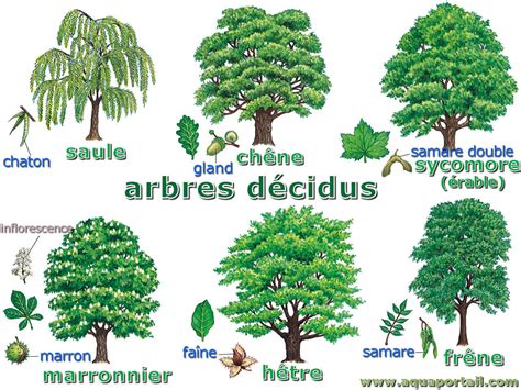 Caduc D Finition Et Explications