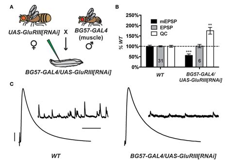 Figure 1 From A Single Cross RNA Interference Based Genetic Tool For