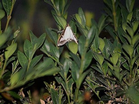 The Box Tree Moth Cydalima Diaphania Perspectalis Walker Adult