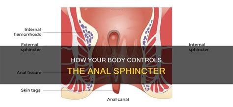 How Your Body Controls The Anal Sphincter CyVigor