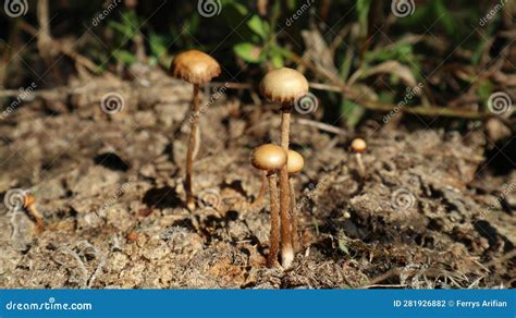 Magic Mushrooms Or Psilocybin Mushrooms Are A Type Of Mushroom That