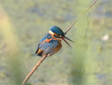 Common Kingfisher Alcedo Atthis Common Kingfisher Alced Flickr