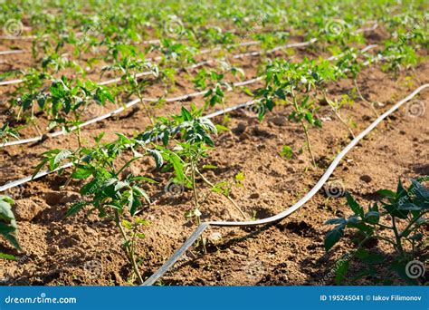 Mudas De Tomate Que Crescem Em Campo Agr Cola No Dia Ensolarado Imagem