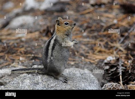 Hibernating Squirrel