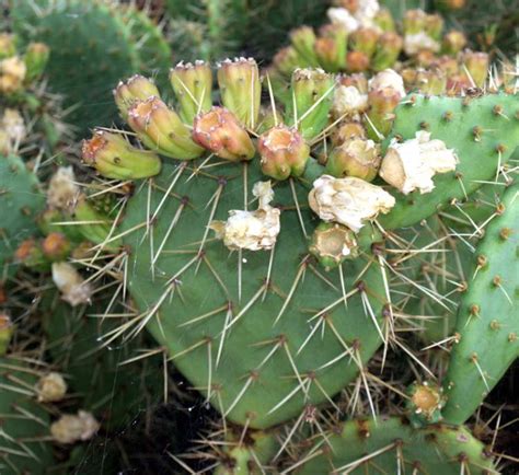 Mojave Prickly Pear 36791 English Common Name Opuntia Phaeacantha