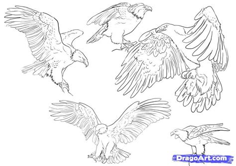 Eagle Drawing Reference - Drawing.rjuuc.edu.np