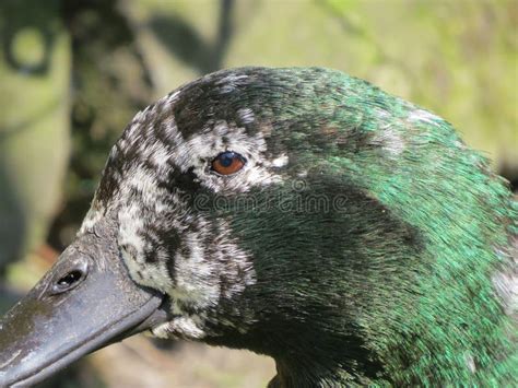 Black Cayuga Duck Showing Colorful Iridescence on Feathers. Stock Image ...