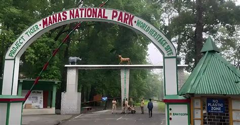 Manas National Park » Naparks