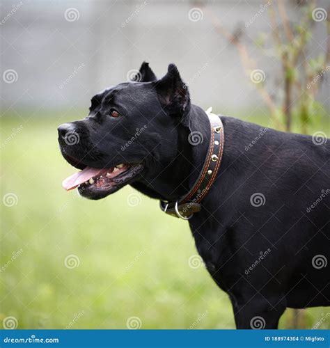 Perro Grande Negro Foto De Archivo Imagen De Italiano 188974304