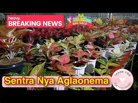 Sentra Nya Aglaonema Di Kabupaten Gunung Sindur Part 2 704 YouTube