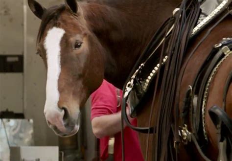 145 best images about Clydesdale Horses on Pinterest | Bud, Shire horse and Bays