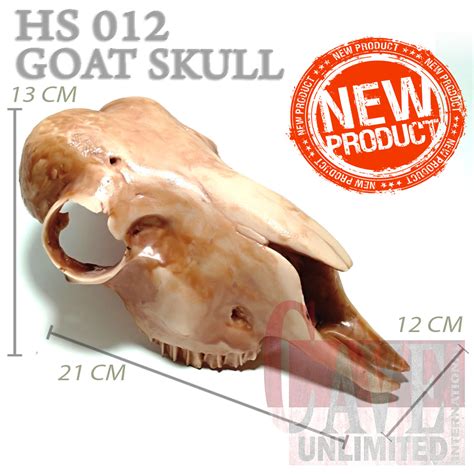 Promo Hs Hiding Skull Kepala Tengkorak T Rex Reptile Ular Gecko