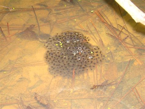 Southern Leopard Frog Eggs | Brad Glorioso’s Personal Website Amphibians and Reptiles of Louisiana