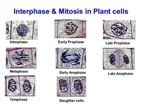 Biology Form 4 Chapter 5 Part 1 Mitosis Online Tuition